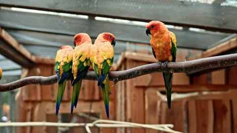 Multicolored bright parrots sit on a branch in the zoo. Orange parrots fly and Stock Footage 315482809
