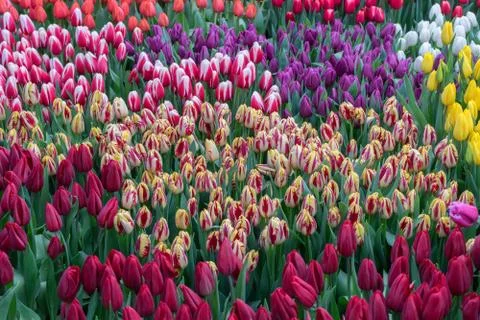 Multicolored bright unopened tulips in spring garden. Flower background for y Stock Photos