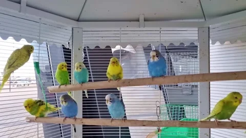 Multicolored budgerigars on a crossbar in a large white cage. Stock Footage 231098331