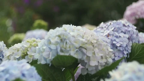 Multicolored bush with flowers close-up Stock Footage 73619412