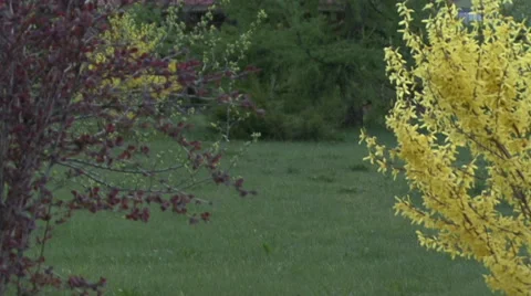 Multicolored bushes on a background of grass swaying in the wind in spring Stock Footage 64213360