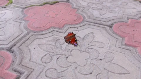 The Multicolored Butterfly Stock Footage 163652347