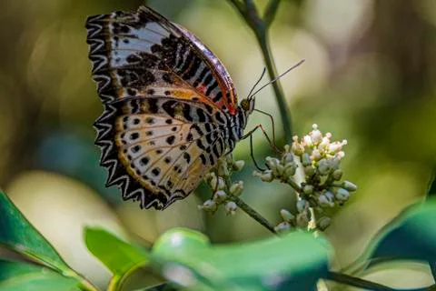 Multicolored butterfly posing on a flower. Stock Photos