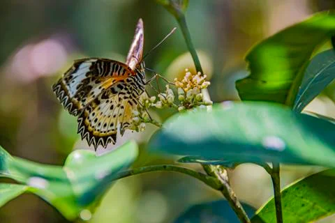 Multicolored butterfly posing on a flower. Stock Photos