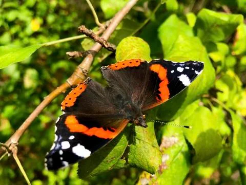 Multicolored butterfly on a tree. Stock Photos