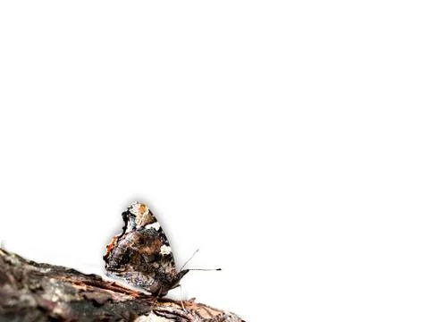 Multicolored butterfly on a tree. Stock Photos