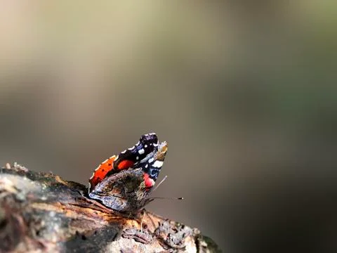 Multicolored butterfly on a tree. Stock Photos