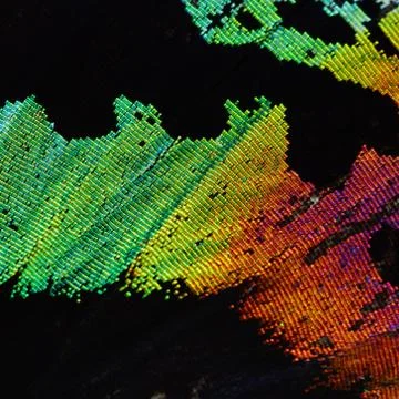 Multicolored butterfly wing Stock Photos