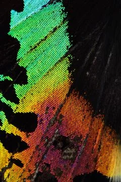 Multicolored butterfly wing Stock Photos