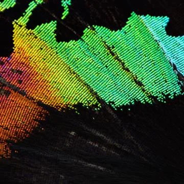 Multicolored butterfly wing Stock Photos