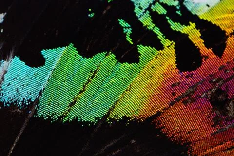 Multicolored butterfly wing Stock Photos