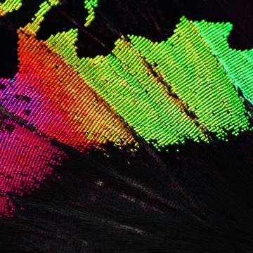 Multicolored butterfly wing Stock Photos