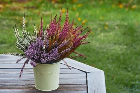 Multicolored calluna on the garden table. Foto stock