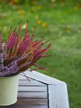 Multicolored calluna on the garden table. Foto stock