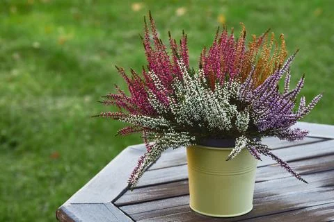 Multicolored calluna on the garden table. Foto stock