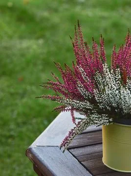 Multicolored calluna on the garden table. Foto stock