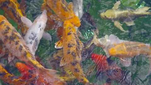 Multicolored carp floating in a pond Stock Footage 297300538