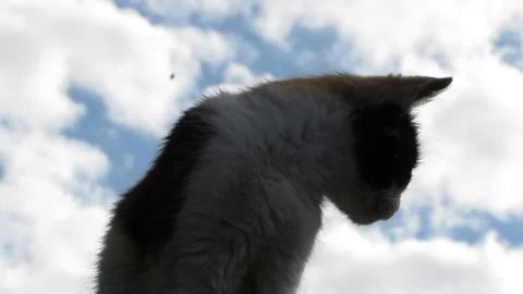 Multicolored cat against the sky Stock Footage 135573555