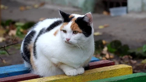 Multicolored cat sits on a bench and looks around Stock Footage 82336104