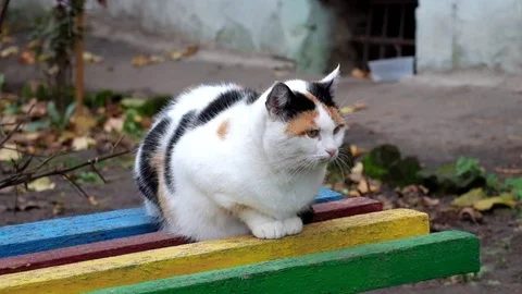 Multicolored cat sits on a bench and looks around Stock Footage 82336284