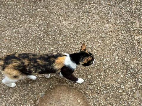 Multicolored cat walking in the yard Fotos de archivo