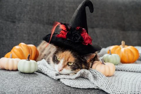 Multicolored cat in witch hat and decorative pumpkins. Relaxed cat in hat lying Stock Photos