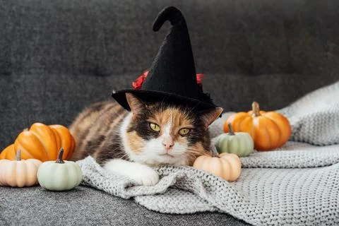 Multicolored cat in witch hat and decorative pumpkins. Relaxed cat in hat lying Stock Photos
