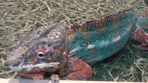Multicolored chameleon in a terrarium Stock Footage 122192091