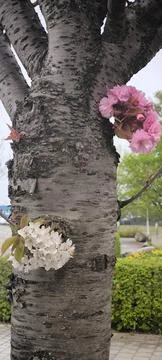 Multicolored cherry tree trunk, pink and white flowers in spring Stock Photos