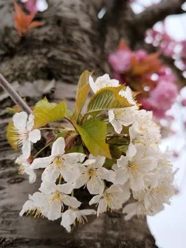 Multicolored cherry tree trunk, pink and white flowers in spring Stock-Fotos