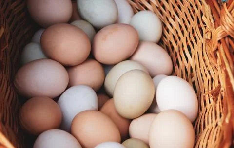 Multicolored chicken eggs Stock Photos