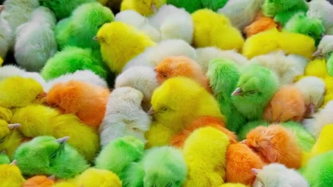 Multicolored chickens, close-up Video stock 330429686