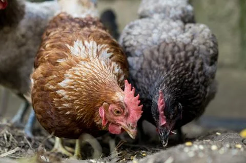 Multicolored chickens on a farm Stock Photos