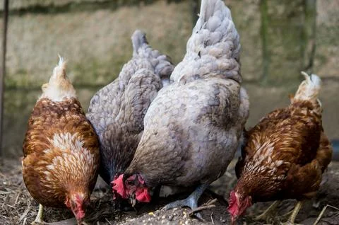 Multicolored chickens on a farm Stock Photos