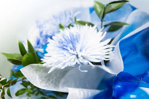 Multicolored chrysanthemum Stock Photos