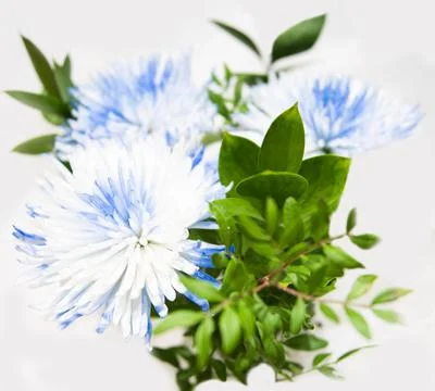 Multicolored chrysanthemum Stock Photos