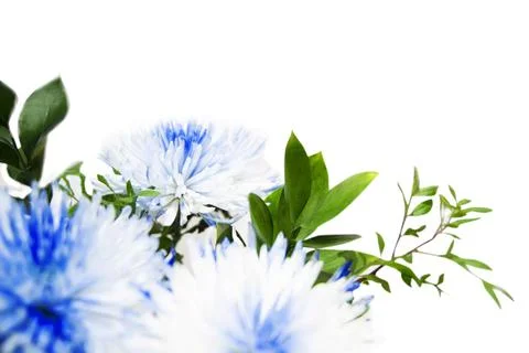 Multicolored chrysanthemum Stock Photos