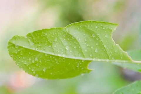 Multicolored computer cable Stock Photos