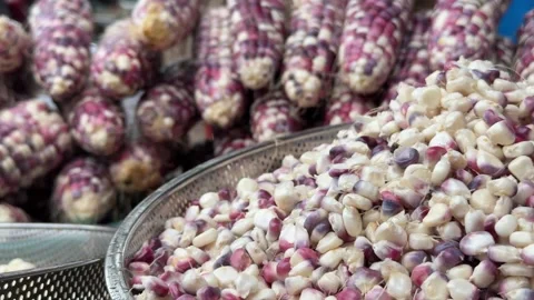 Multicolored corn cobs and loose kernels of Ruby Queen corn displayed at a Видео 330522996