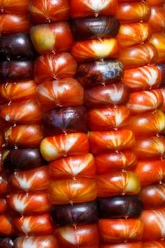 Multicolored Corn Stock Photos
