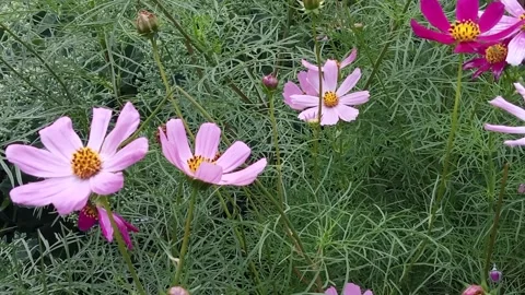 Multicolored cosmos flowers. Stock Footage 313059102