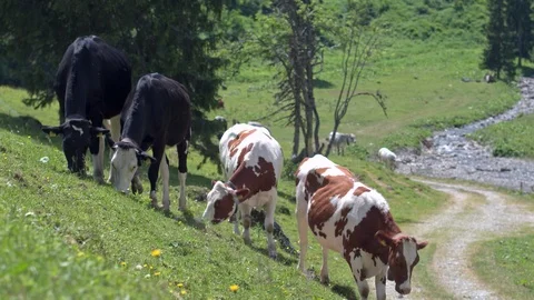 Multicolored cow herd on the slopes of the Alpine hills. Stock Footage 112635431