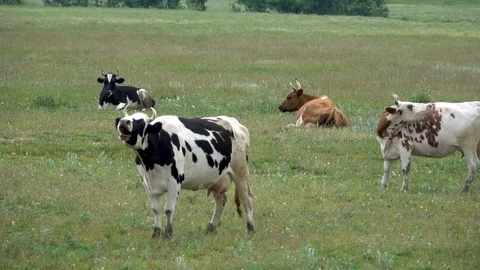 Multicolored cows graze and mooch Stock Footage 77051719