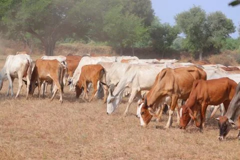 Multicolored cows group in thar Stock Photos