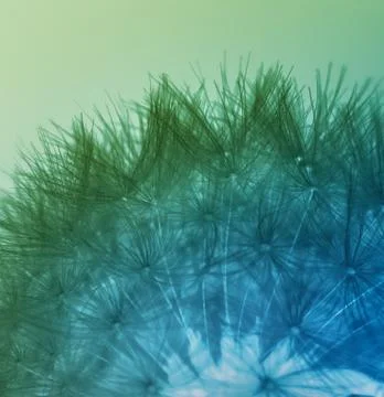Multicolored dandelion seeds Stock Photos