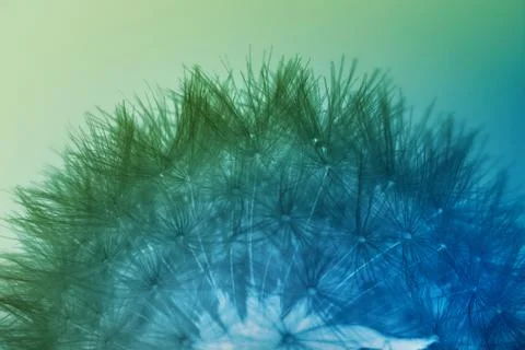 Multicolored dandelion seeds Stock Photos