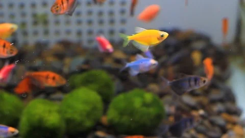 Multicolored decorative fish swim in an algae aquarium Stock Footage 112655651