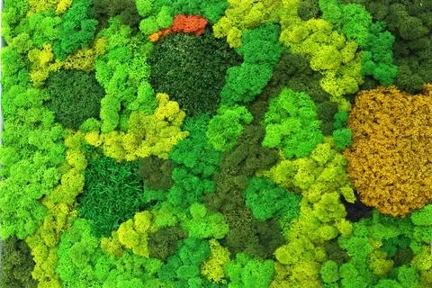 Multicolored decorative stabilized moss as wall decor in interior design Stock Photos
