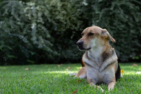 Multicolored dog lying in the grass with a large shrub in the background Foto stock