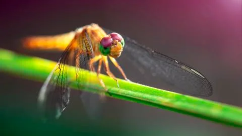 Multicolored dragonfly on a blade of grass, macro photo Stock Photos